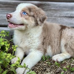 Phoenix - Red merle female Miniature Australian Shepherd puppy in Saint Cloud, Florida from Dirty Paws