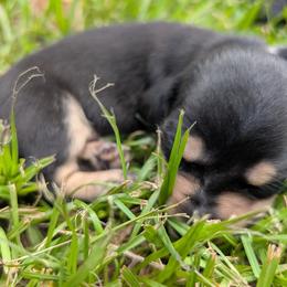 Purple collar - Black and cream female Dachshund puppy in Eustis, Florida from K8’s Dachshunds
