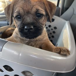 Border Terrier Puppies from Jessica’s Border Terriers