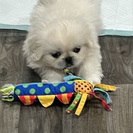Full AKC - Mini Pearl - Cream female Pekingese puppy in Pennsylvania from Triple I Pekes