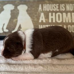 Brown Collar - Red male Border Collie puppy in Gadsden, Alabama from Collie Wood Hills