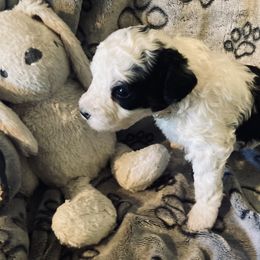 Dune - Tri-color male Bernedoodle puppy in Allegan, Michigan from Sand Creek Bernedoodles