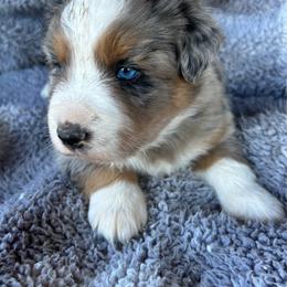 Hank - Blue merle male Miniature Australian Shepherd puppy in Lebanon, Oregon from Two Pines Mini Aussies