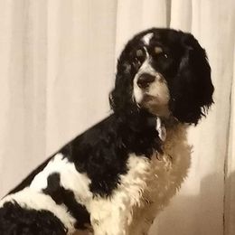 Cocker Spaniels from Sherrye's Cocker Spaniels