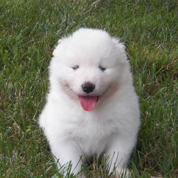 Samoyed Puppies from Wintersong Samoyeds