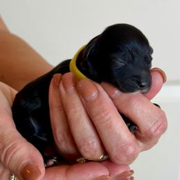 Yori (F2bb yellow boy) - Black and white male Aussiedoodle puppy in Midlothian, Texas from Gray Doodles