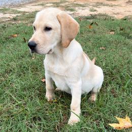 Meadow - Yellow male Labrador Retriever puppy in Archer Lodge, North Carolina from Archer Lodge Labradors