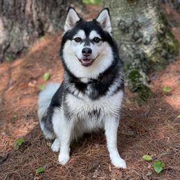 Jovi - Pomsky