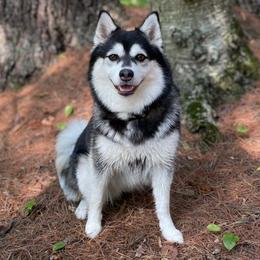 Jovi - Pomsky