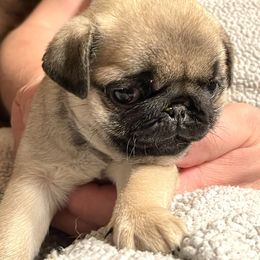 Bulldog and Pug Puppies from Phantazee Pugs and Bulldogs