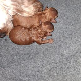 Cavapoo puppies from Velvet Paws Cavapoos