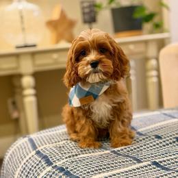 Marley - Red male Cavapoo puppy in Melissa, Texas from Southern Love Cavapoos & Maltipoos