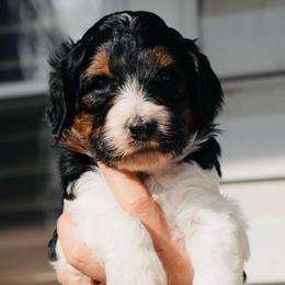 Jingle (Red Band) - Tri-color male Labradoodle puppy in Plainfield, New Jersey from Caris Paws Poodles and Labradoodles