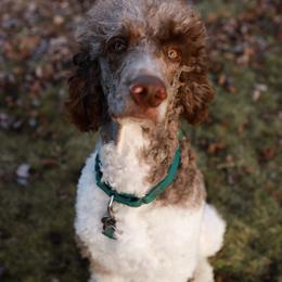 Penny - Goldendoodle