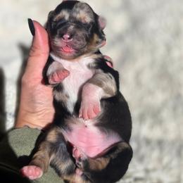 Blair - Blue merle female Australian Shepherd puppy in Salem, Oregon from Steady Aim Aussies