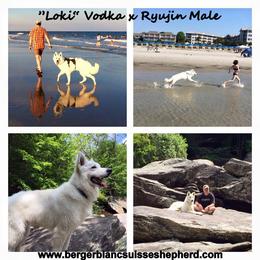 Berger Blanc Suisse and German Shepherd Puppies from Vom Hundhaus German Shepherds