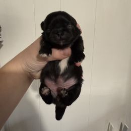Girl 1 - Black female Pekingese puppy in Clinton, Tennessee from Gracelands Pekingese