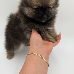 Pru - Orange sable female Pomeranian puppy in Phoenix, Arizona from Luxpomz