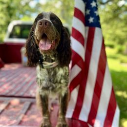 River - English Springer Spaniel