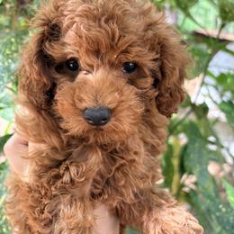 Pekingese, Poodle, and Shih Tzu Puppies from Happy puppies