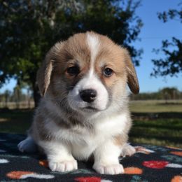 Kiara - Red female Pembroke Welsh Corgi puppy in Edna, Texas from MG Corgis
