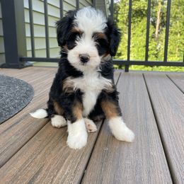 Rivers - Tri-color male Bernedoodle puppy in Holtwood, Pennsylvania from Country Ridge Puppies