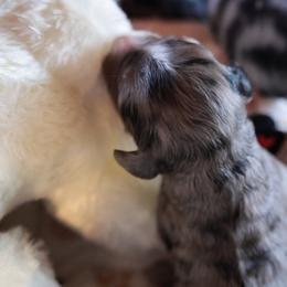 Girl 1 - female Bernedoodle puppy in Springfield, Missouri from Doodle Dandy Bernedoodles & Aussiedoodles