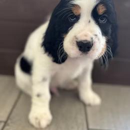 English Springer Spaniel and Whippet Puppies from Rogue Mountain Manor