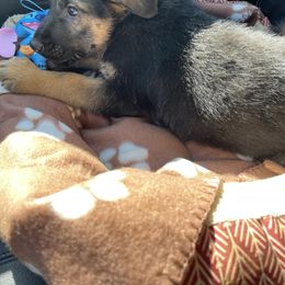 German Shepherd Puppies from Dady Shepherds