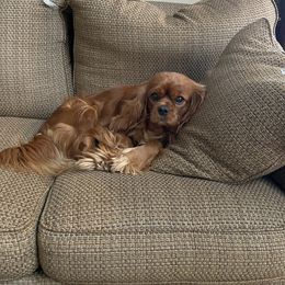 Lincoln  - Cavalier King Charles Spaniel