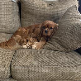 Lincoln  - Cavalier King Charles Spaniel