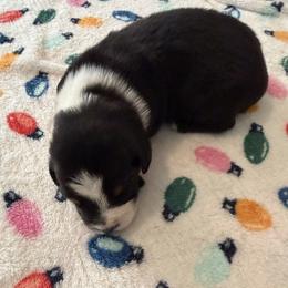 Cupid - Black tri-color male Australian Shepherd puppy in Harrah, Oklahoma from Kamm's Aussies