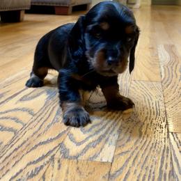 Dachshund Puppies from Devoted Doxies - DLL