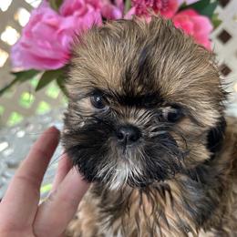 Coco - Brindle and white female Shih Tzu puppy in Victorville, California from Precioustzus