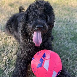 Coco - Goldendoodle