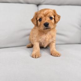 Jack - male Cavapoochon puppy in Bullard, Texas from Cavapoochon Central LLC