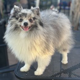 Max - Blue merle male Pomeranian puppy in Stockton, California from lunas_poms