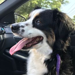 Rebel - Miniature Australian Shepherd