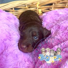 Hazel - Chocolate and tan female Dachshund puppy in Cave City, Kentucky from Mammoth Cave Dachshunds