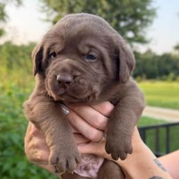Yellow boy - Chocolate male Labrador Retriever puppy in Conway, Missouri from Ozark Mountain Kennel