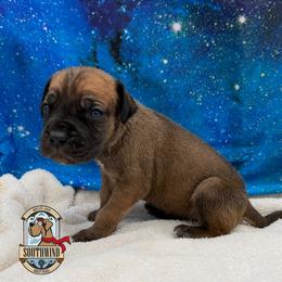 Elfo - Fawn male Great Dane puppy in White City, Kansas from Southwind Great Danes