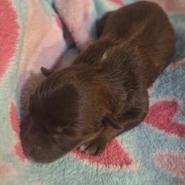 MOCHA BROWNIE - Red female Australian Shepherd puppy in Salem, Arkansas from Patchwork Kennels