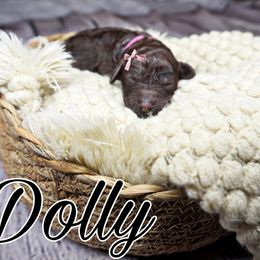 Dolly (pink tag) - Brown Poodle puppy in California from Musical Poodles