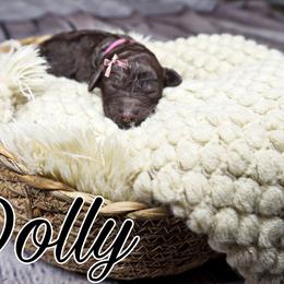 Dolly (pink tag) - Brown Poodle puppy in California from Musical Poodles