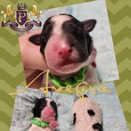 Poodle Puppies from Princetin Poodles