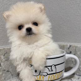ASPEN KOREAN tiny - White male Pomeranian puppy in Orlando, Florida from Denise’s Puppies