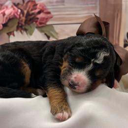 Charlie Brown Boy - Tri-color male Bernedoodle puppy in The Woodlands, Texas from Gracie's Goldendoodles and Bernedoodles