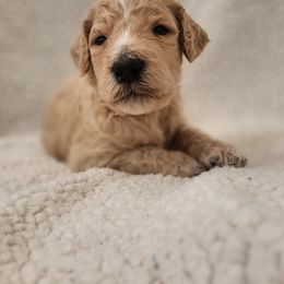 "Green male" Poodle Puppies from Karla Skow