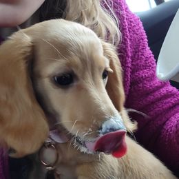 Dachshund Puppies from Heart 2 Heart Puppies