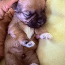Girl 2 - Black gold and white female Shorkie puppy in Florida from Shih tzus and Shorkies Galore